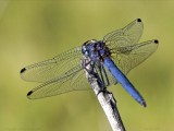 A dragonfly - one of the smaller creatures