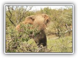 Ele_03 - Elephant in Welgevonden having a dust bath
