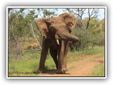 Ele_04 - Elephant in Welgevonden showing his temper