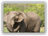 Ele_08 - Elephant in Hluhluwe having a bath