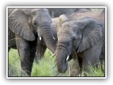 Ele_14 - an elephant herd in Welgevonden