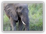 Ele_16 - an Elephant sucking up water