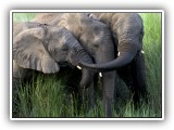 Ele_20 - an elephant herd in Welgevonden