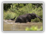 Ele_29 - Elephants playing in a dam