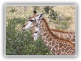 Gir11 - Giraffe