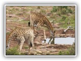 Gir15 - Giraffe