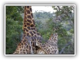 Gir17 - Giraffe
