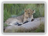 Lio_0116 - playful Lion cubs