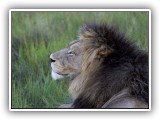 Lio_0118 - male Lion 