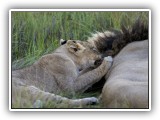 Lio_0122 - playful Lion cub
