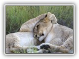 Lio_0123 - playful Lion cubs