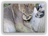  Lio_0126 - playful Lion cubs
