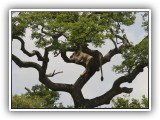 Lio_0139 - Lion in tree in Hluhluwe
