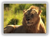 Lio_0141 - Lion