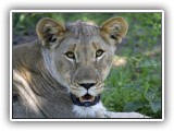 Lio_0153 - Lion