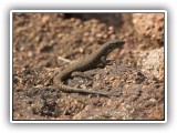 Wil_09 - a Rock Monitor in Welgevonden