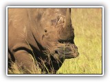 Rhi_07 - Rhino