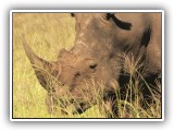 Rhi_08 - Rhino