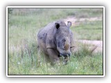 Rhi_14 - Rhino
