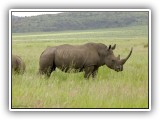 Rhi_17 - Rhino