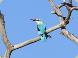 Welgevonden__001 - Woodland Kingfisher