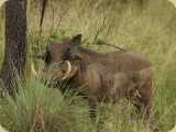Welgevonden__023 - a big tusker Warthog
