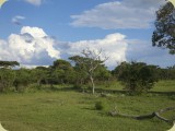 Welgevonden__162 - the bushveld in Welgevonden