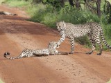 Welgevonden__293 - take that - don't do that again. Cheetah in the road
