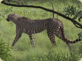 Welgevonden__299 - Cheetah
