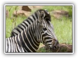 Zeb_01 - Zebra