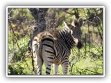 Zeb_02 - a young Zebra