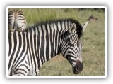 Zeb_04 - Zebra