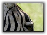 Zeb_13 - Zebra