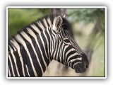 Zeb_21 - Zebra
